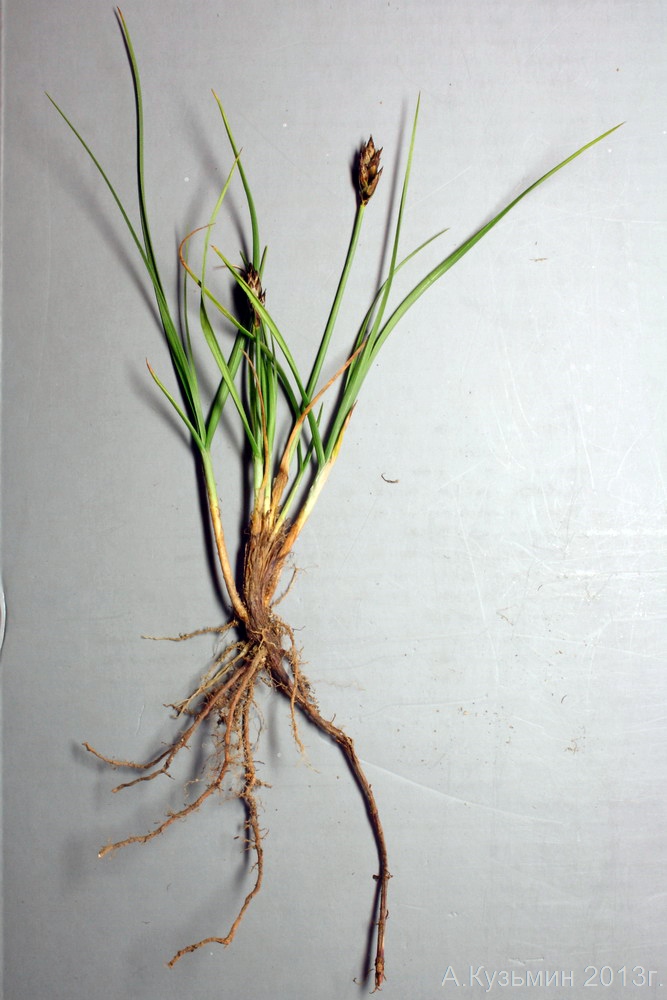 Image of Carex stenophylla specimen.