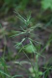 Poa bulbosa subspecies vivipara. Соцветие с проросшими вегетативными почками. Белгородская обл., \"Лес на Ворскле\", у опушки. 09.05.2009.