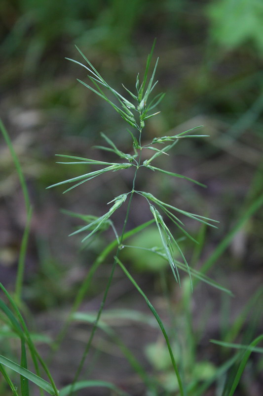 Image of Poa bulbosa ssp. vivipara specimen.