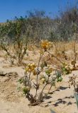 Spergula fallax