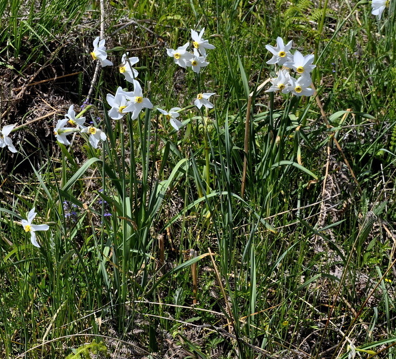 Изображение особи Narcissus poeticus.