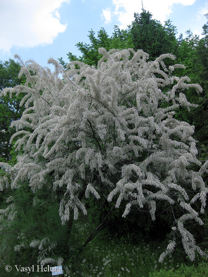 Изображение особи Tamarix gracilis.