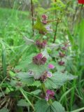 Lamium maculatum