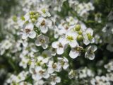 Crambe aspera