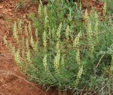 Reseda lutea