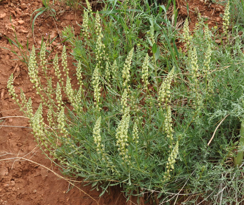 Image of Reseda lutea specimen.