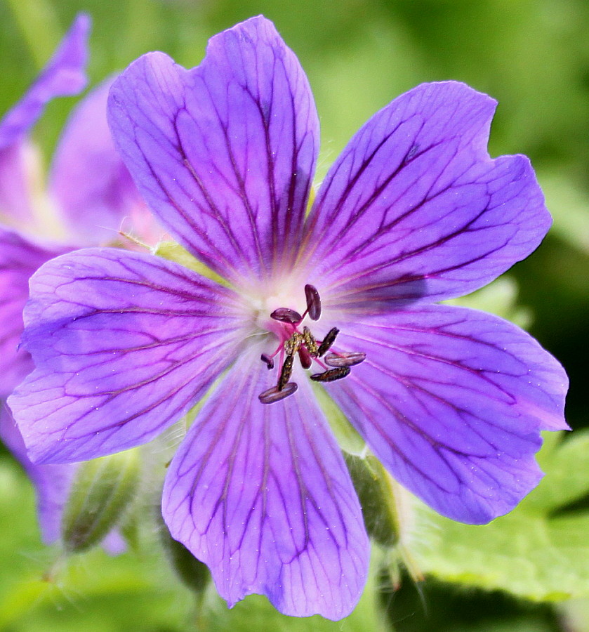 Изображение особи Geranium platypetalum.