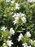 Thymus roegneri