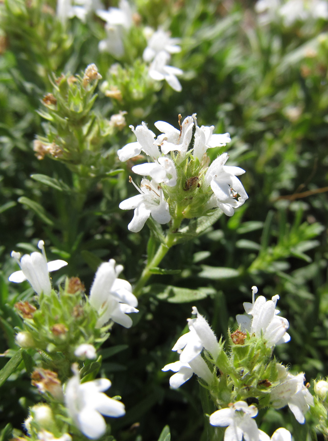 Изображение особи Thymus roegneri.