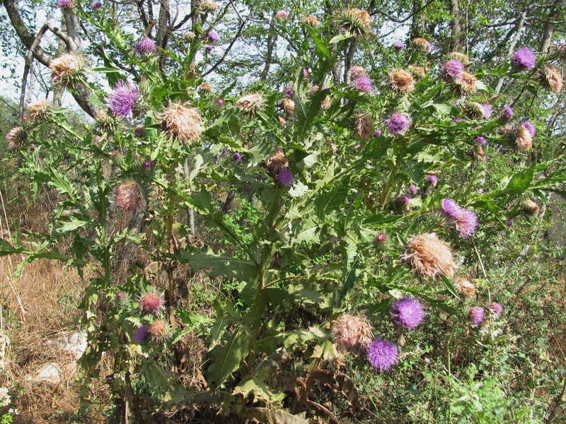 Image of Onopordum tauricum specimen.