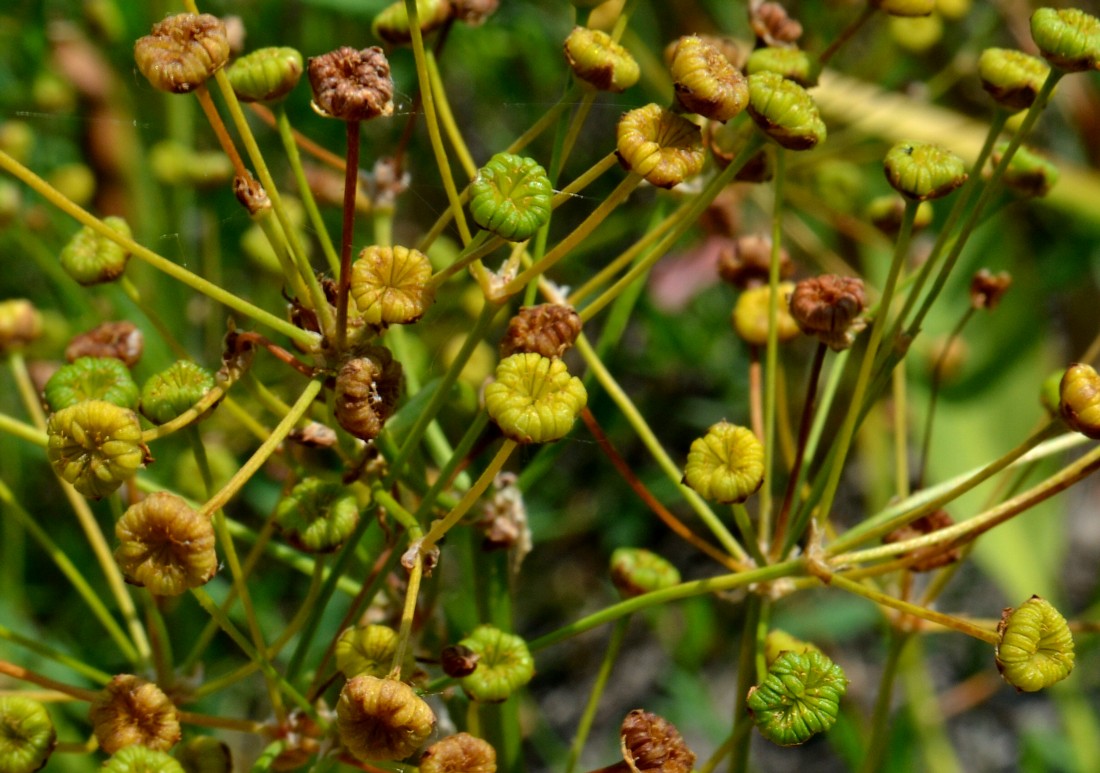 Image of Alisma plantago-aquatica specimen.