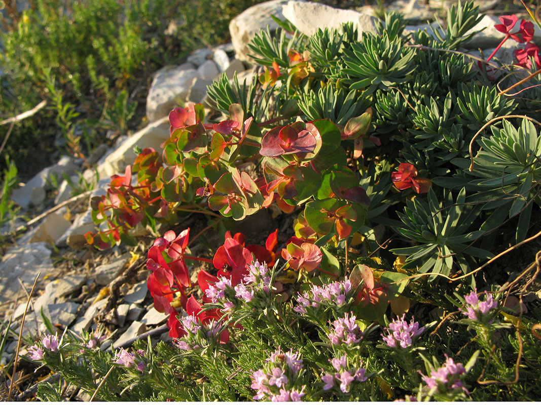 Изображение особи Euphorbia petrophila.