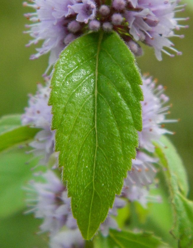 Image of Mentha arvensis specimen.