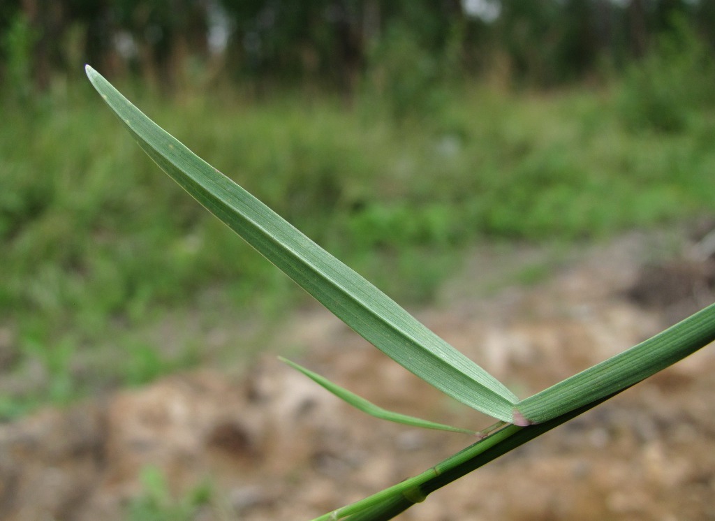 Image of Poa compressa specimen.