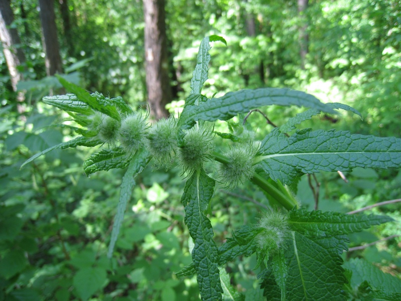 Image of Phlomoides tuberosa specimen.