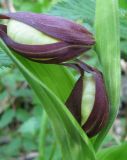 Cypripedium calceolus. Верхняя часть генеративного побега с бутонами. Костромская обл., Кологривский район, заповедник \"Кологривский лес\", минератрофное болото в пойме р. Вонюх. 6 июня 2013 г.