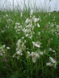 Eriophorum angustifolium. Плодоносящие растения. Камчатский край, Елизовский р-н, окр. г. Петропавловск-Камчатский, водно-болотное угодье. 29.07.2013.