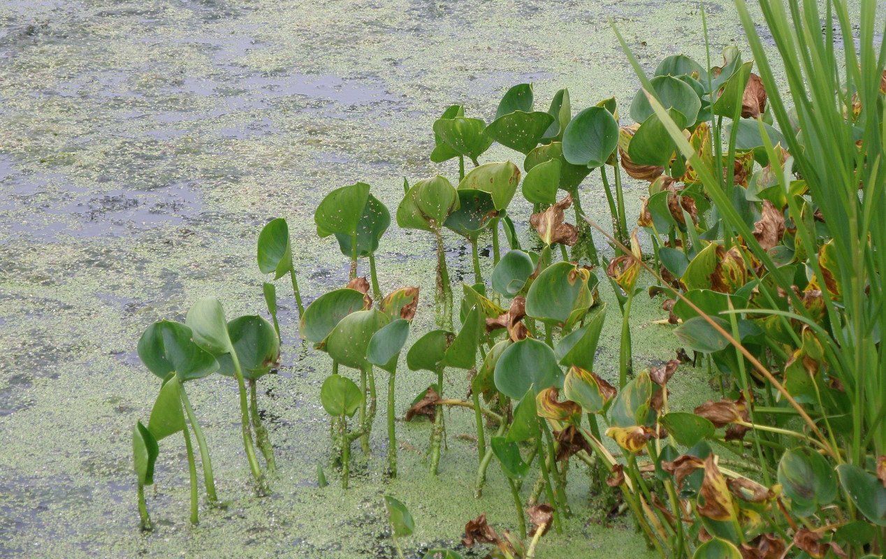 Изображение особи Calla palustris.