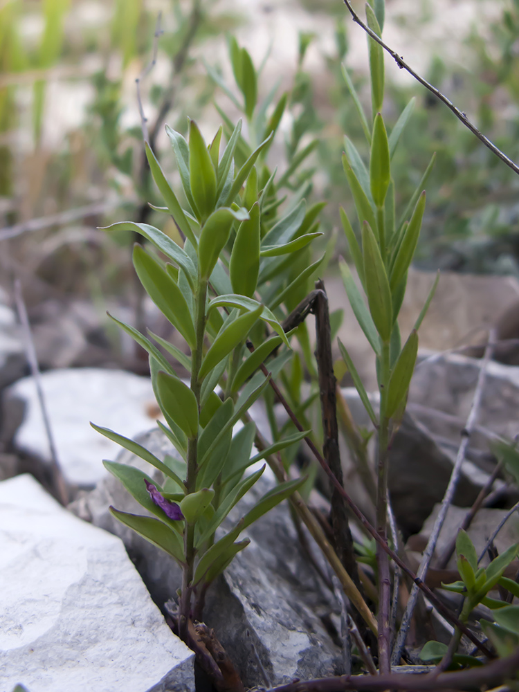 Изображение особи Polygala major.