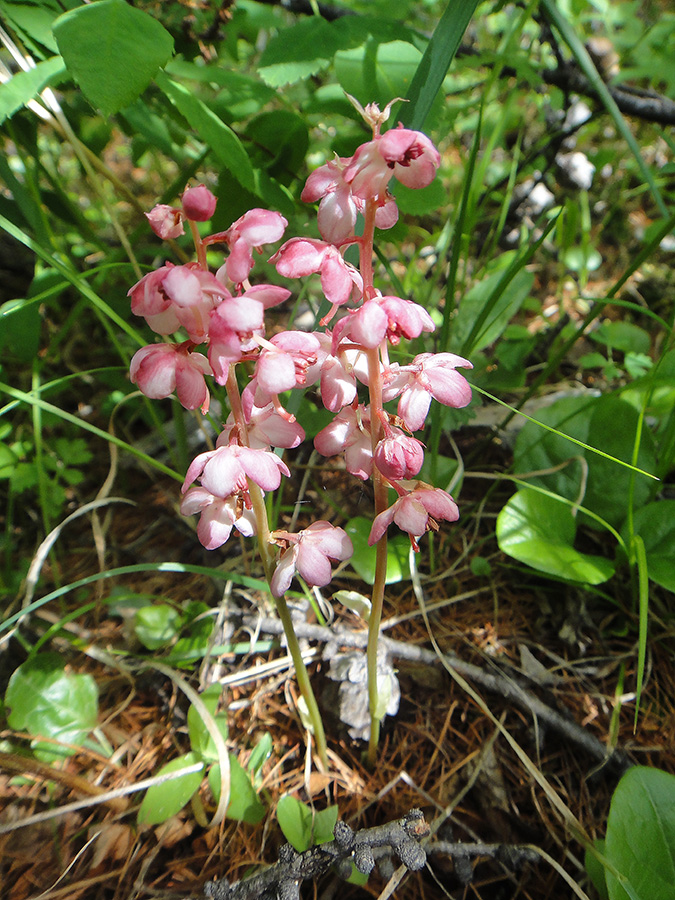 Изображение особи Pyrola incarnata.