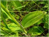 Dactylorhiza fuchsii. Часть стебля с листьями. Нижегородская обл., окр. г. Шумерля, пр. берег р. Сура, дорога в с. Наваты. 25 июня 2009 г.