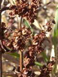 Rumex crispus
