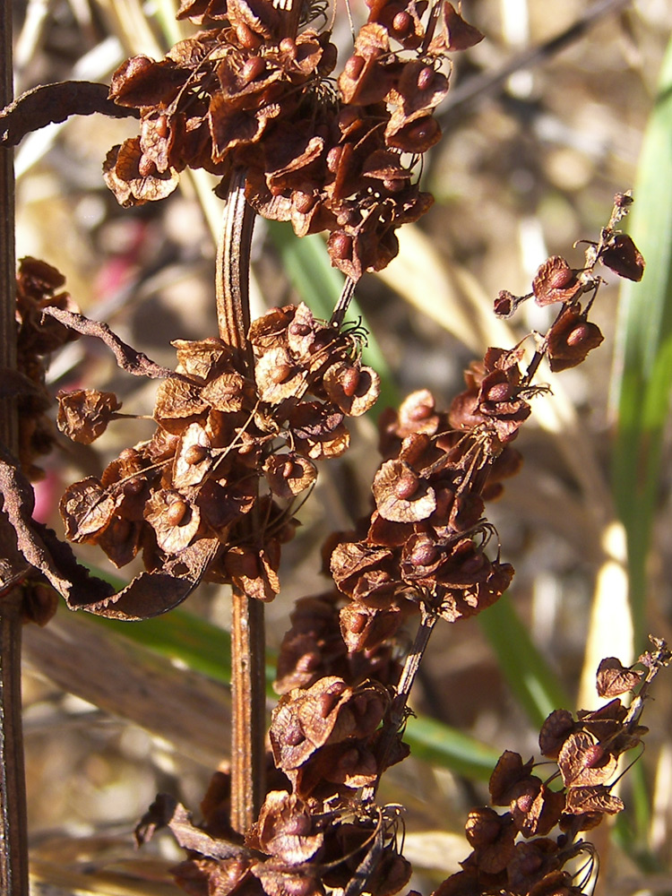 Image of Rumex crispus specimen.