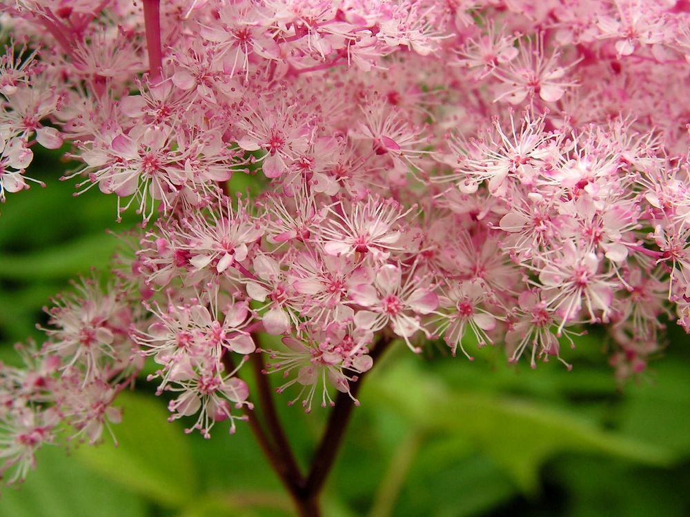 Изображение особи Filipendula glaberrima.