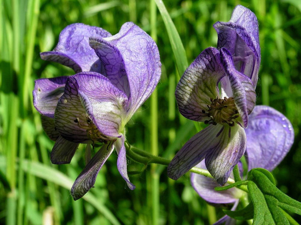 Image of Aconitum karafutense specimen.