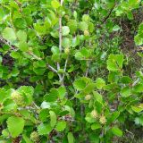 Betula rotundifolia