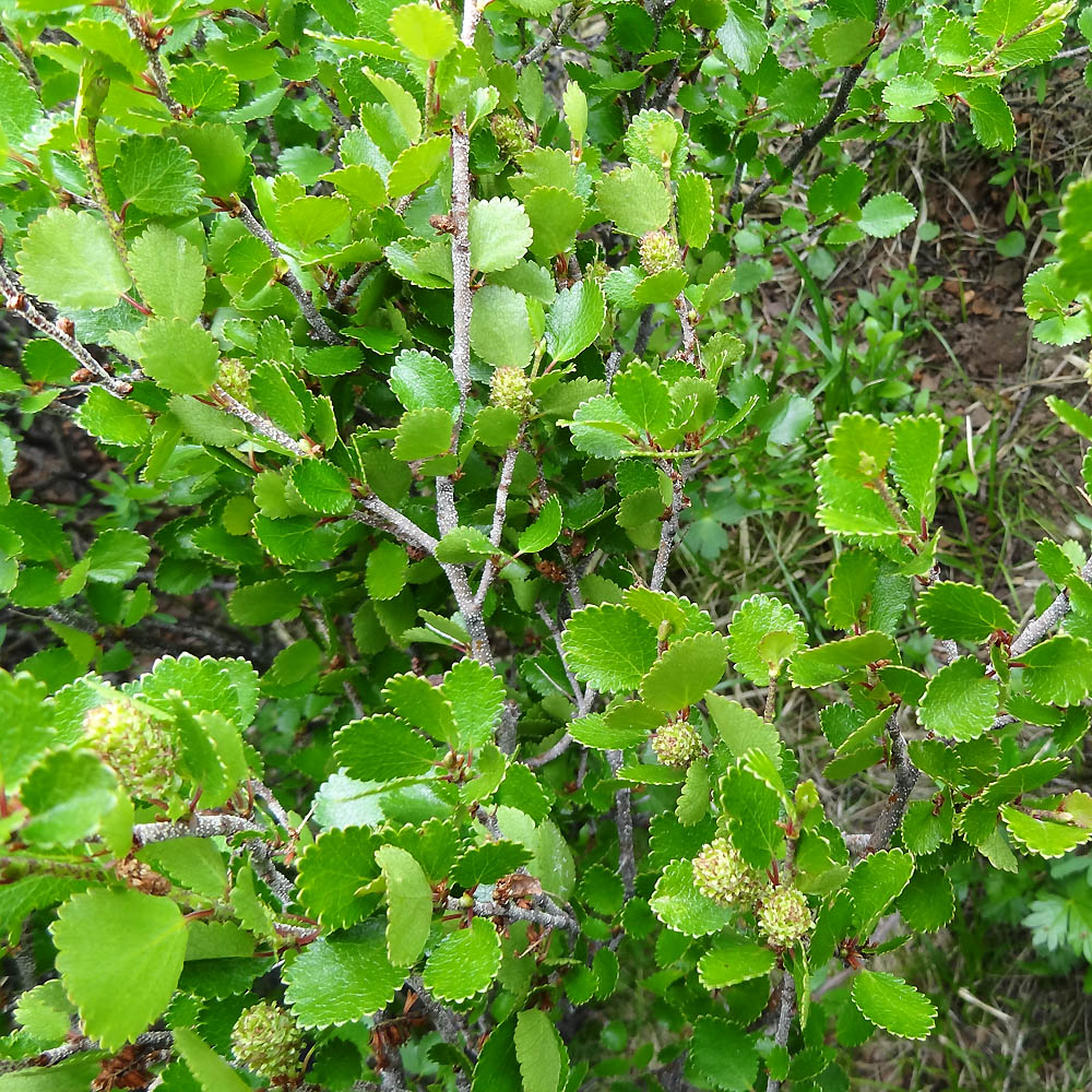 Image of Betula rotundifolia specimen.