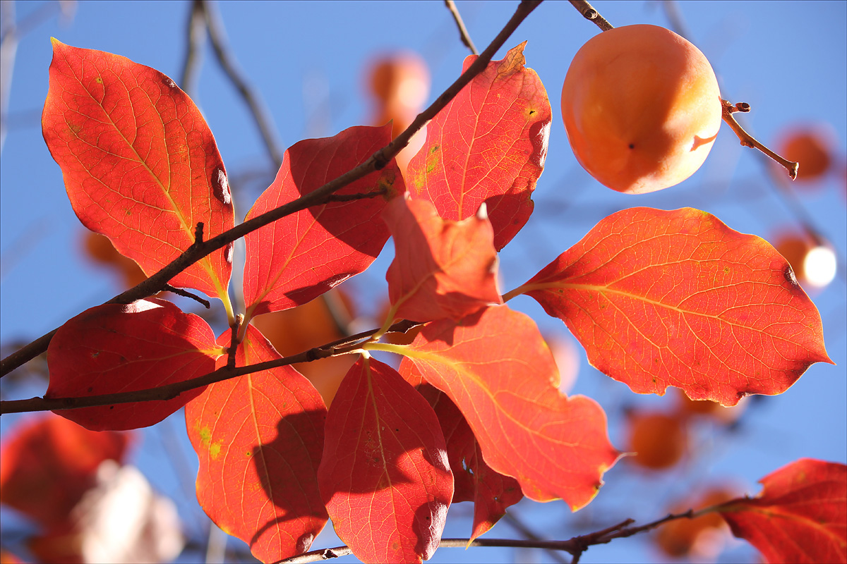 Изображение особи Diospyros kaki.