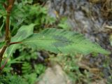 Persicaria lapathifolia