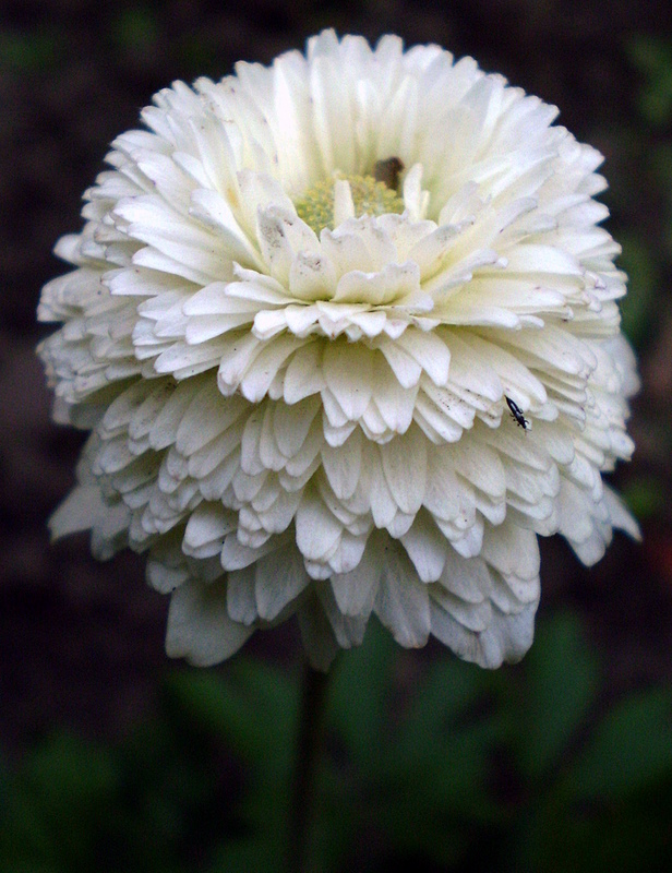 Изображение особи Anemone sylvestris.