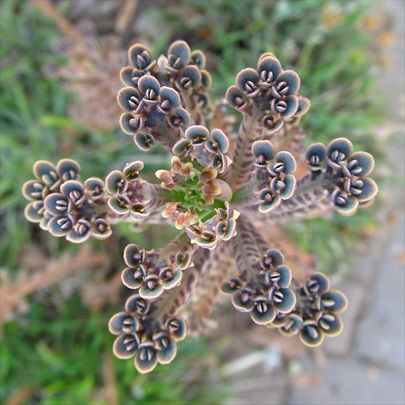 Image of Kalanchoe tubiflora specimen.