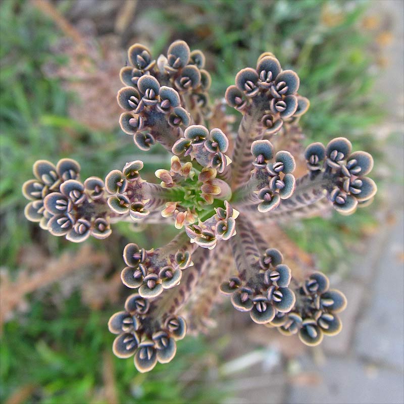 Изображение особи Kalanchoe tubiflora.