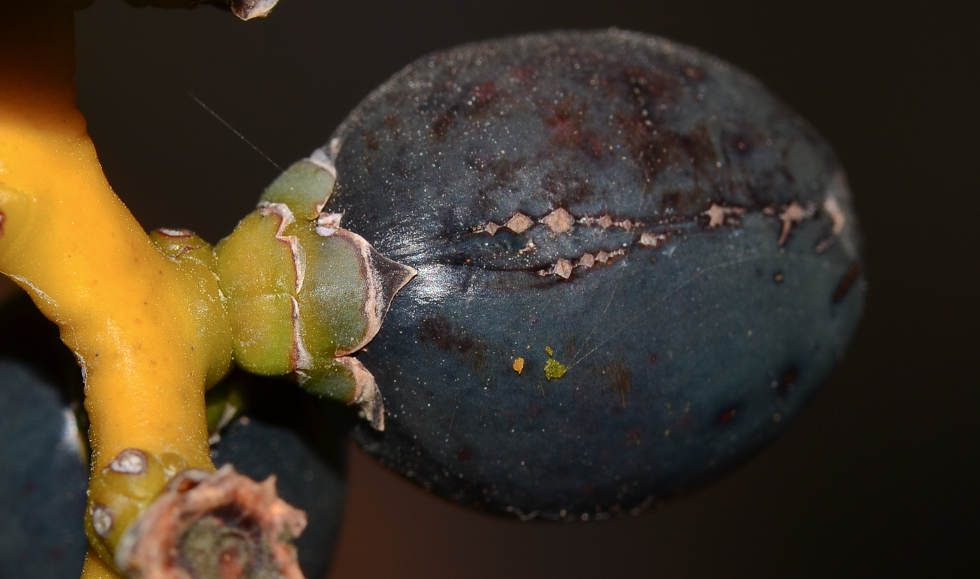 Image of familia Arecaceae specimen.