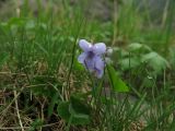 Viola epipsiloides