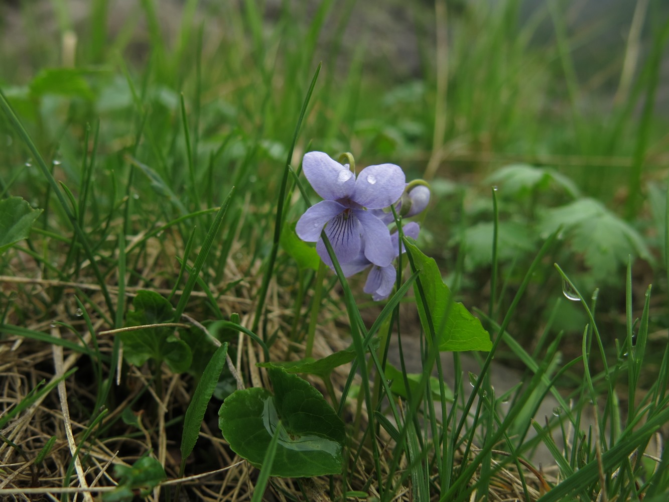 Изображение особи Viola epipsiloides.