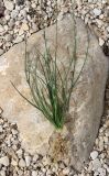 Asphodelus tenuifolius