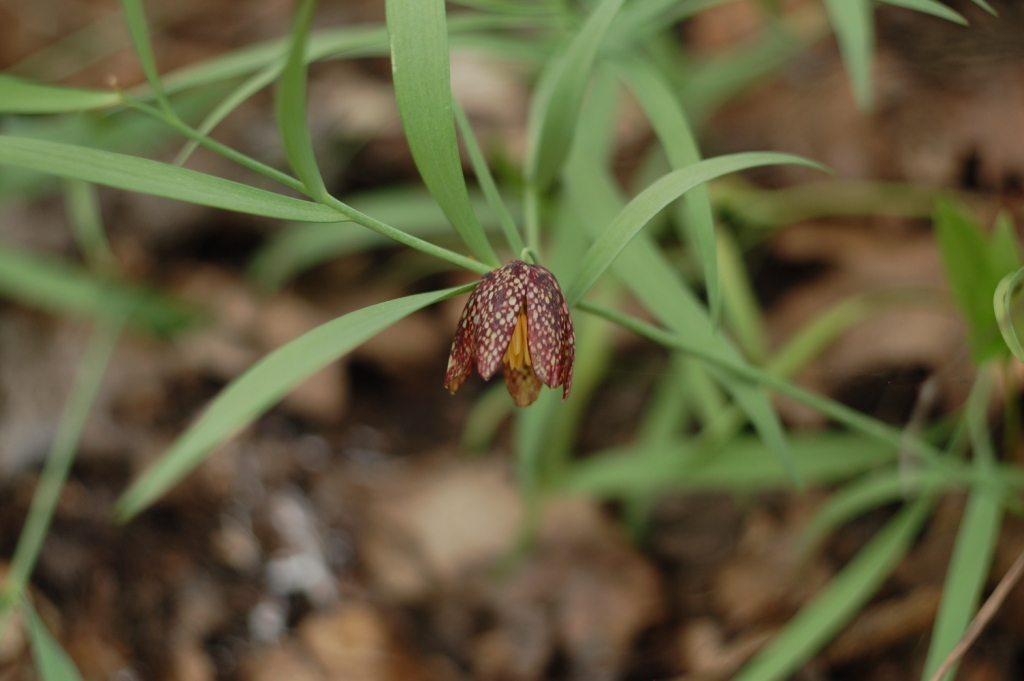 Изображение особи Fritillaria montana.
