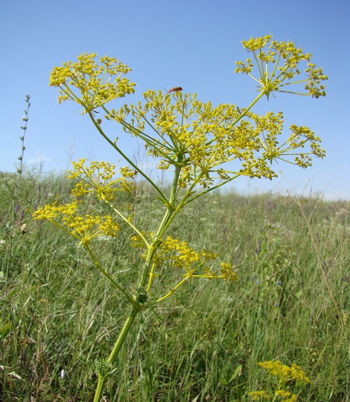 Image of Ferulago galbanifera specimen.