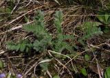 Oxytropis pilosa. Вегетирующее растение. Курская обл., юг Кореневского р-на, ур. Карякин яр, степь на плакоре. 20.04.2014.