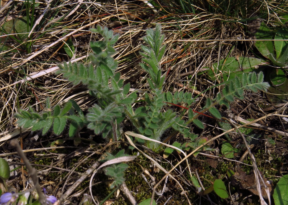 Изображение особи Oxytropis pilosa.