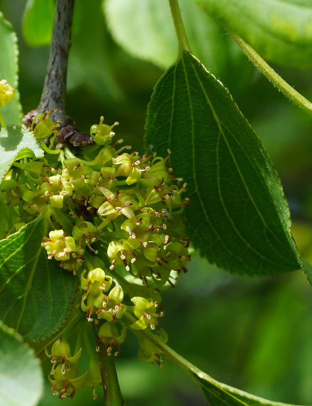 Image of Rhamnus cathartica specimen.