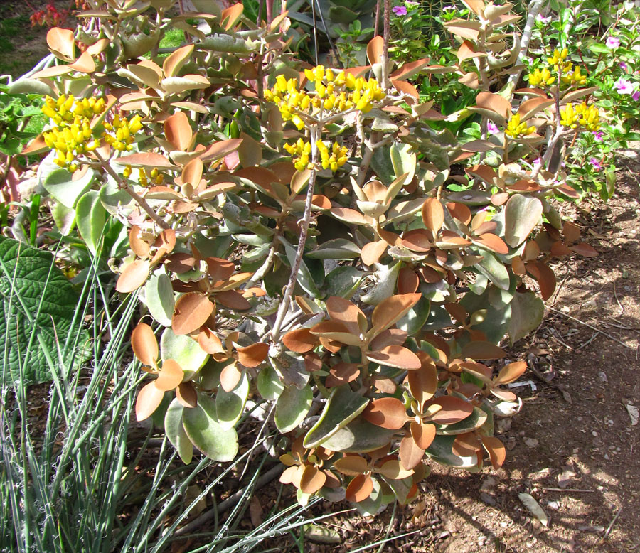 Image of Kalanchoe orgyalis specimen.