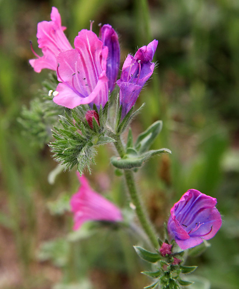 Изображение особи Echium plantagineum.