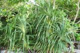 genus Pandanus. Вегетирующее растение на каменистом берегу моря. Таиланд, провинция Краби, о-ва Пхи-Пхи. 18.12.2013.