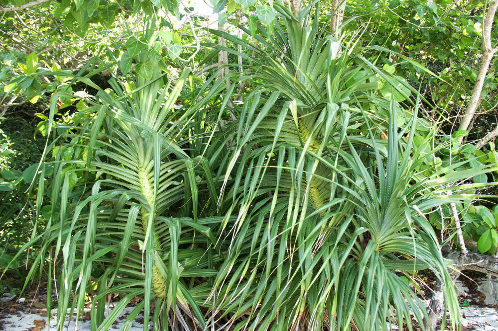 Image of genus Pandanus specimen.