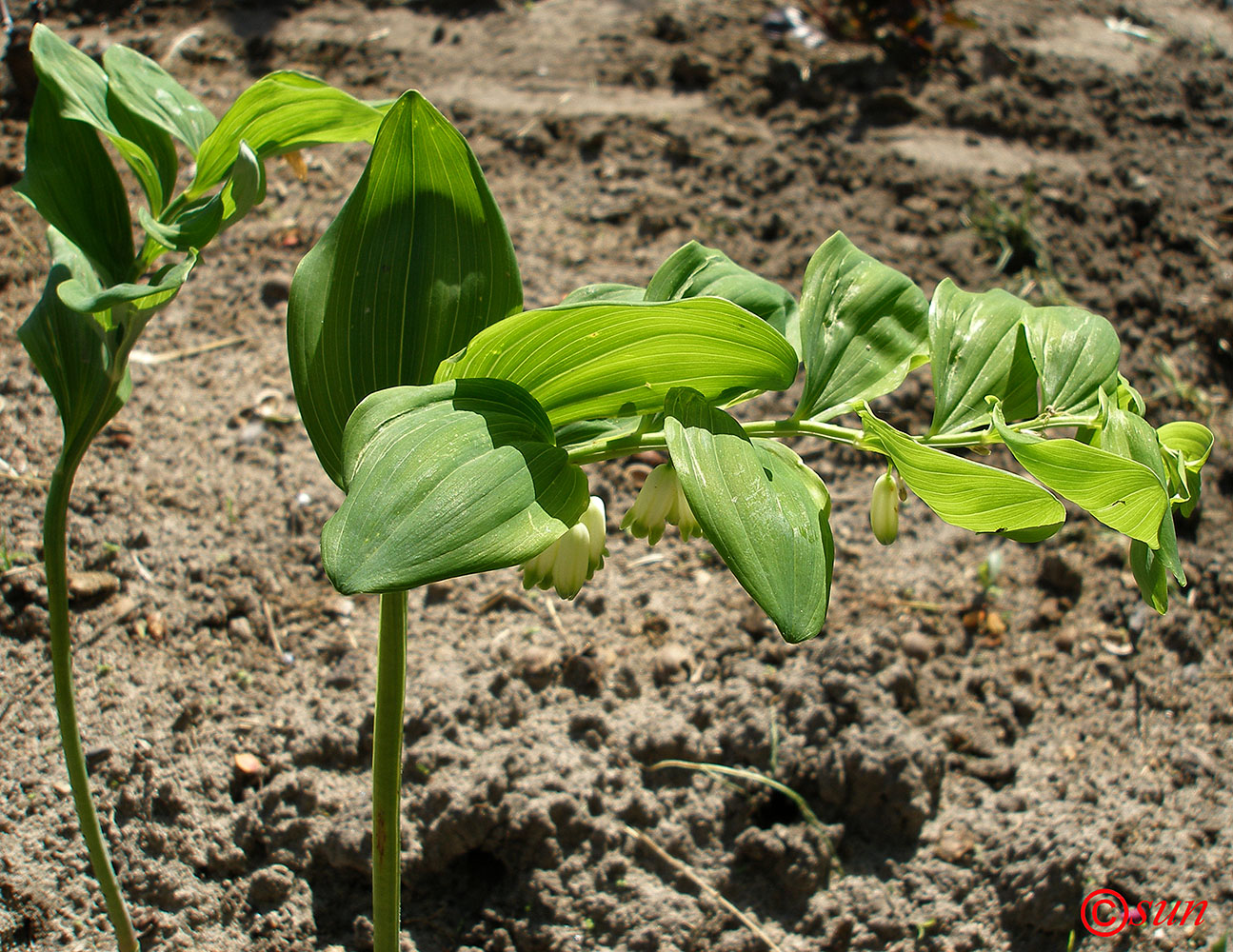 Image of Polygonatum odoratum specimen.